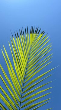Palm leaf 
Euterpe edulis leaf

Ju&ccedil;ara folha 
