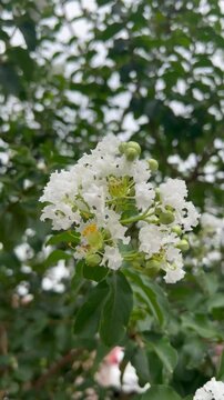 Lagerstroemia indica - White flower tree
Resed&aacute; branco
