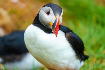 Naklejka premium Adorable Atlantic puffin living on coast of ocean during breeding season in summer at Iceland