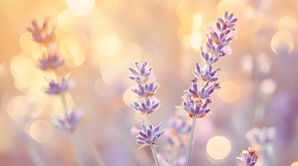 Obraz premium Soft pastel-toned bokeh with subtle sparkling effects, blending yellow and lavender indoors on a blurred gradient canvas