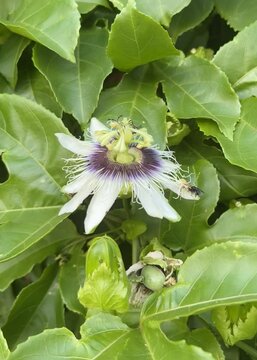 Passiflora edulis flower