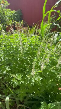 Basil and bees

Manjericao e abelhas