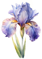 Beautiful watercolor iris flower, vibrant purple petals, delicate green leaves, botanical art, floral illustration.