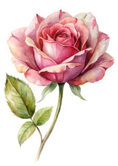 Beautiful watercolor rose, delicate pink petals, vibrant green leaves, floral illustration, nature art, botanical design.
