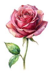 Beautiful watercolor rose, vibrant pink petals, detailed green leaves, floral illustration, artistic design, nature theme.