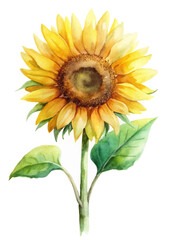 Obraz premium Bright sunflower illustration, vibrant yellow petals, green leaves, watercolor style, nature theme, floral art, botanical design.