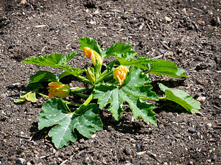 Courgette Plant - Zucchini