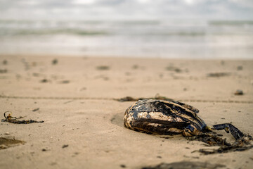 Dead bird on sandy seashore with surf in background, copy space for animal tragedy, environmental tragedy, oil spill