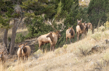Bull and Cow Elk During the Rut in Yellowstone National Park Wyoming in Autumn