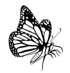 Butterfly vector art EPS