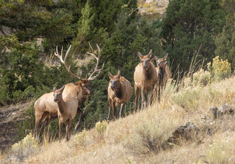 Fototapeta premium Bull and Cow Elk During the Rut in Yellowstone National Park Wyoming in Autumn