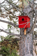 A bright red birdhouse is tied with wire to the trunk of a pine tree in the park, vertical photo.
