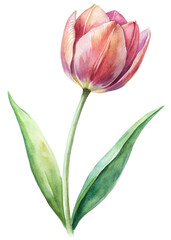 Elegant watercolor tulip, vibrant pink petals, green leaves, botanical illustration, floral art, nature decor.