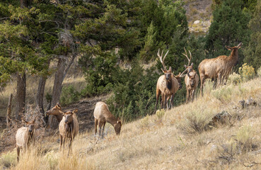 Bull and Cow Elk During the Rut in Yellowstone National Park Wyoming in Autumn