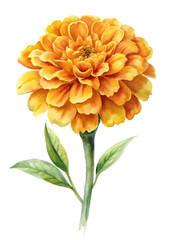 Vibrant marigold flower, watercolor illustration, botanical art, floral design, nature-inspired decor.