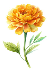 Vibrant marigold flower, watercolor illustration, botanical art, floral design, nature beauty, bright colors, artistic style.