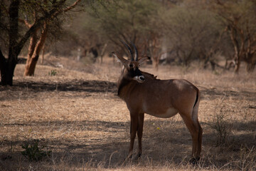 A beautiful Roan Antelope resting in the shade.