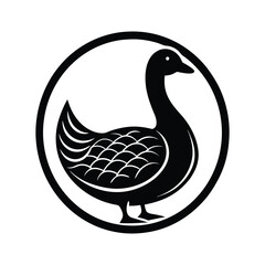 black and white swan