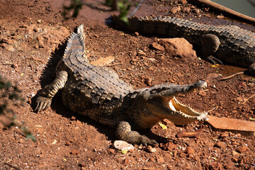 Crocodiles sunbathing in the morning near a river in Senegal.