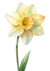 Watercolor daffodil flower, soft yellow petals, botanical illustration, nature art, floral decor, vibrant colors.