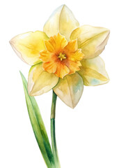 Watercolor daffodil flower, vibrant yellow petals, green leaves, botanical illustration, nature art, floral decor.