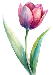 Vibrant watercolor tulip, delicate petals, green leaves, floral illustration, nature art, botanical design.