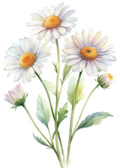 Watercolor floral illustration, vibrant daisies, soft colors, botanical art, nature-inspired design, decorative print.