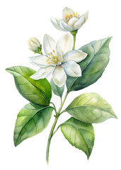 Watercolor floral illustration, white flowers, green leaves, botanical art, nature-inspired design, elegant decor.