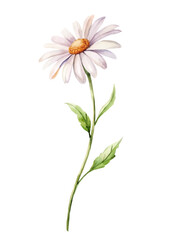 Watercolor flower illustration, delicate daisy design, botanical art style, nature-inspired decor, floral print.