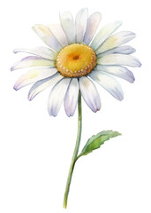 Watercolor flower illustration, delicate daisy design, nature-inspired art, botanical decor, soft color palette.