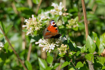 European peacock butterfly (Aglais io) sitting on a white flower in Zurich, Switzerland