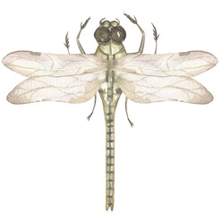 watercolor hand drawn dragonfly  illustration graphic insect life clip art