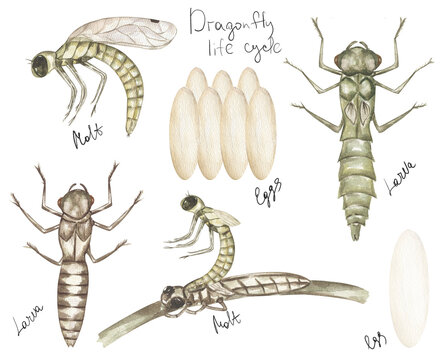 watercolor hand drawn dragonfly life cycle illustration set, children educational clipart, graphic insect life growth clip art