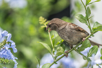 A sparrow forageing in the flowers