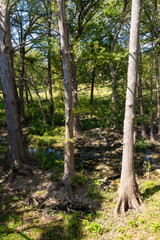 Trail around bald cypress tree in Wimberley