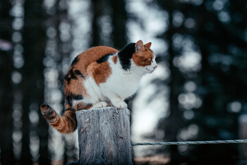 Katze auf Zaunpfosten