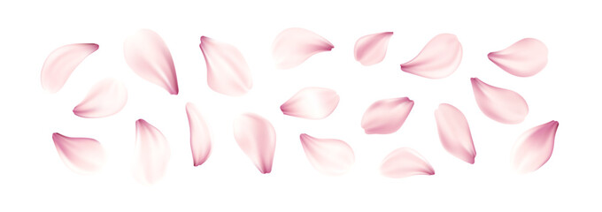 Realistic Pink Cherry Blossom Flowers Petal Set Isolated on White Background. Vector Illustration
