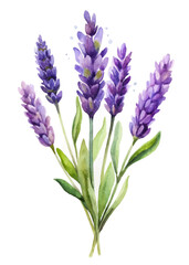 Fototapeta premium Watercolor lavender bouquet, vibrant purple flowers, green leaves, botanical illustration, floral art, nature decor.