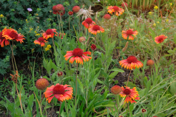 Gaillardia is blooming. Brightly colored flowers. Orange flower in meadow. Drought-resistant annual plant. Cottage garden.