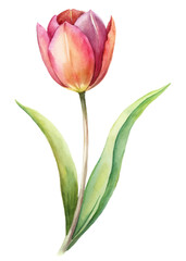 Watercolor tulip illustration, vibrant colors, floral design, nature art, botanical print, elegant decor.