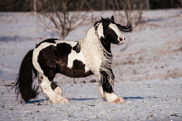 Tinker Hengste im Schnee © ScullyPictures