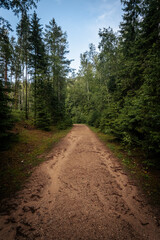 a dirt road in the forest that goes up