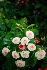  A beautiful rose in full bloom, surrounded by blurred greenery. The delicately layered petals reveal bright, warm colors, with natural gradations