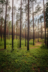 green pine forest with stately tree trunks and sunset behind the trees
