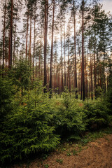 Obraz premium green pine forest with stately tree trunks and sunset behind the trees