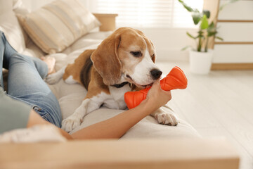 Owner giving toy to cute dog at home, closeup. Playing with pet
