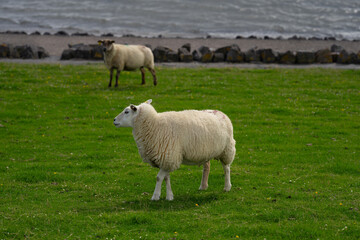 The sheep lamb in the verdant meadows. Sheep on an farm. Sheep eating grass on a field. Sheep grazing in an alpine meadow.