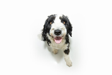 Portrait Spaniel water dog looking up with happy expression face. Isolated on white background from above
