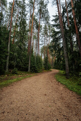 Fototapeta premium a dirt road in the forest that goes up