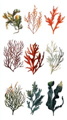 Colorful Collection of Various Seaweed and Coral Illustrations